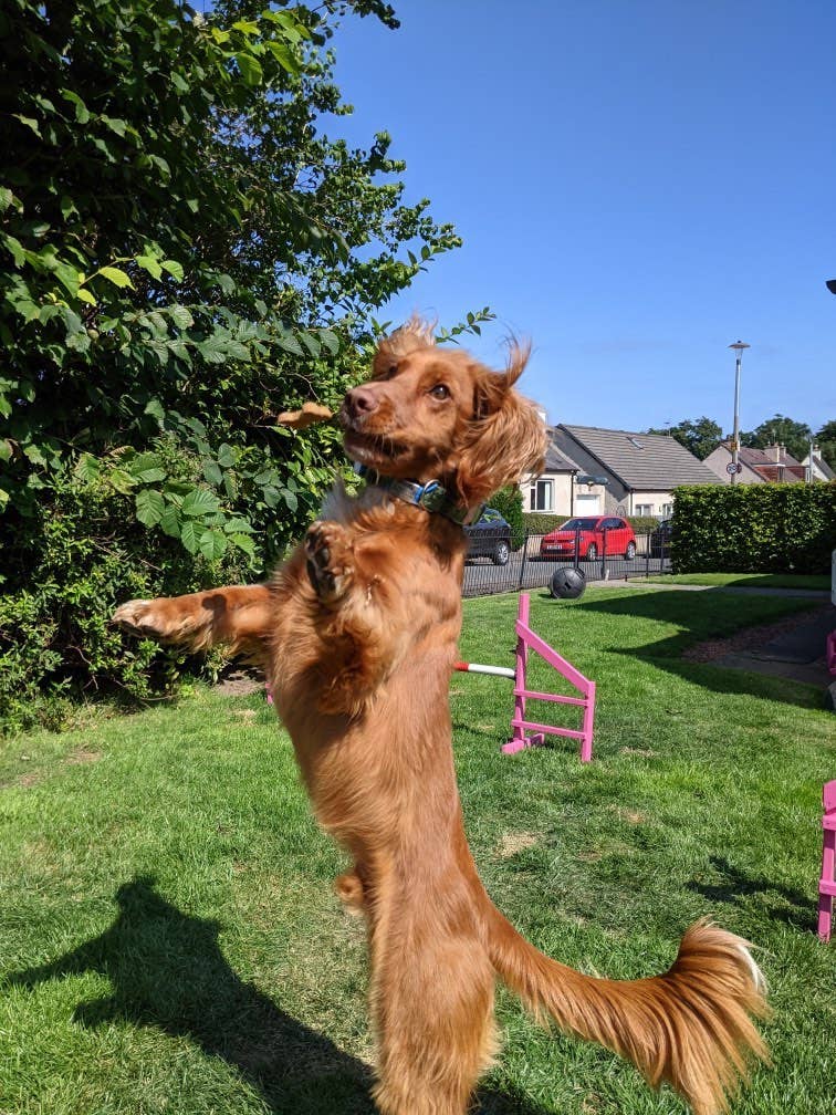 BrewBix Christmas Gift Box 100g Dog Treats